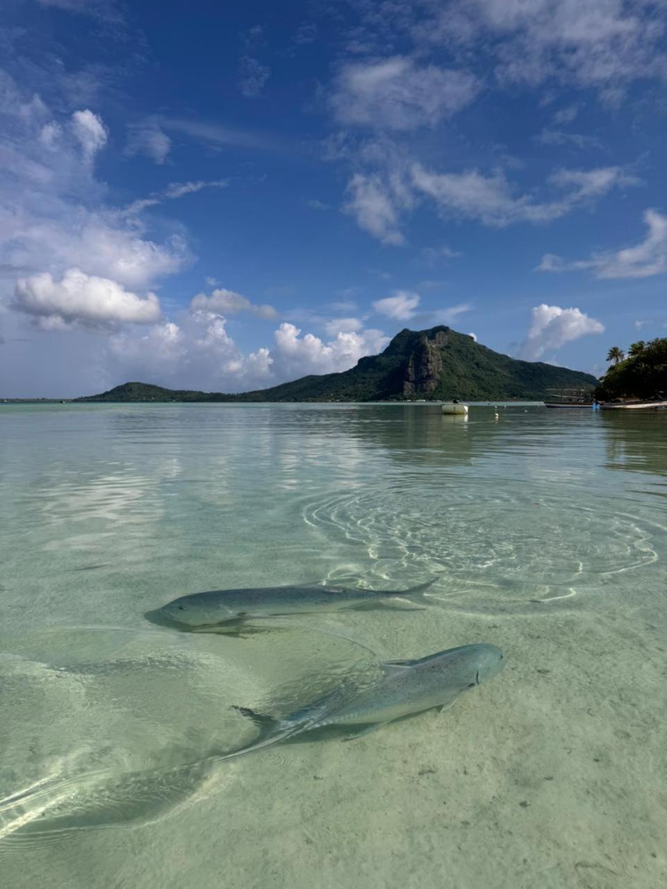Апартаменты Penu Maurua 2 Te-Fare-Arii Экстерьер фото